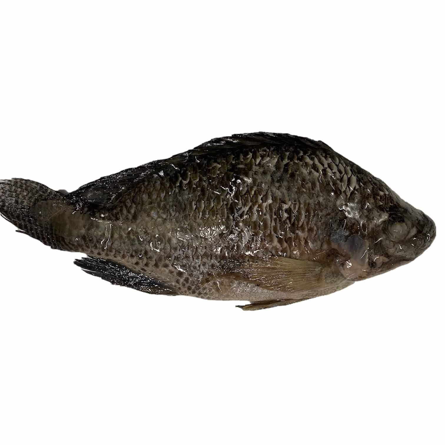 Tilapia Whole (Scaled, Gutted) 